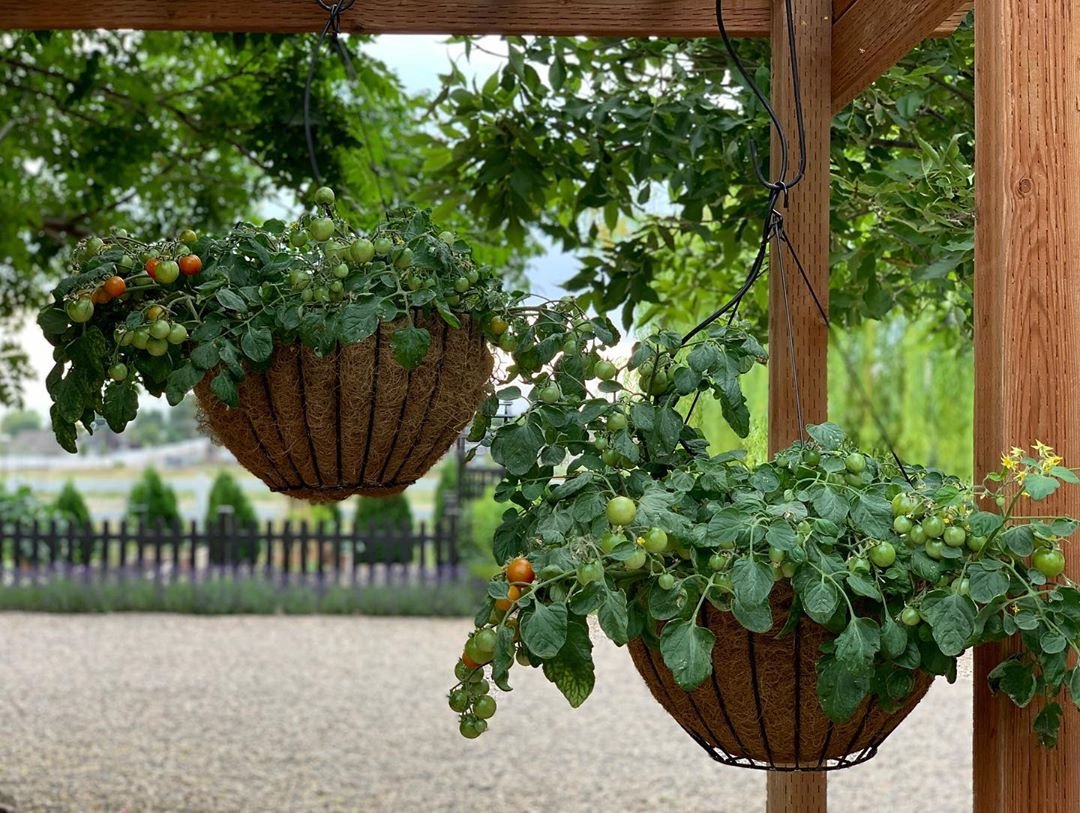 Выращиваем овощи необычным способом - фото 3