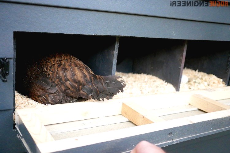 Курятник своими руками на 10 кур с выгулом - фото 6