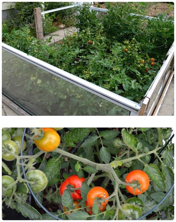 Временный парник из старых окон - фото 3