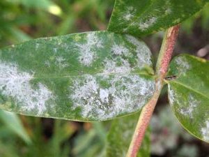 Как бороться с мучнистой росой? - фото 2