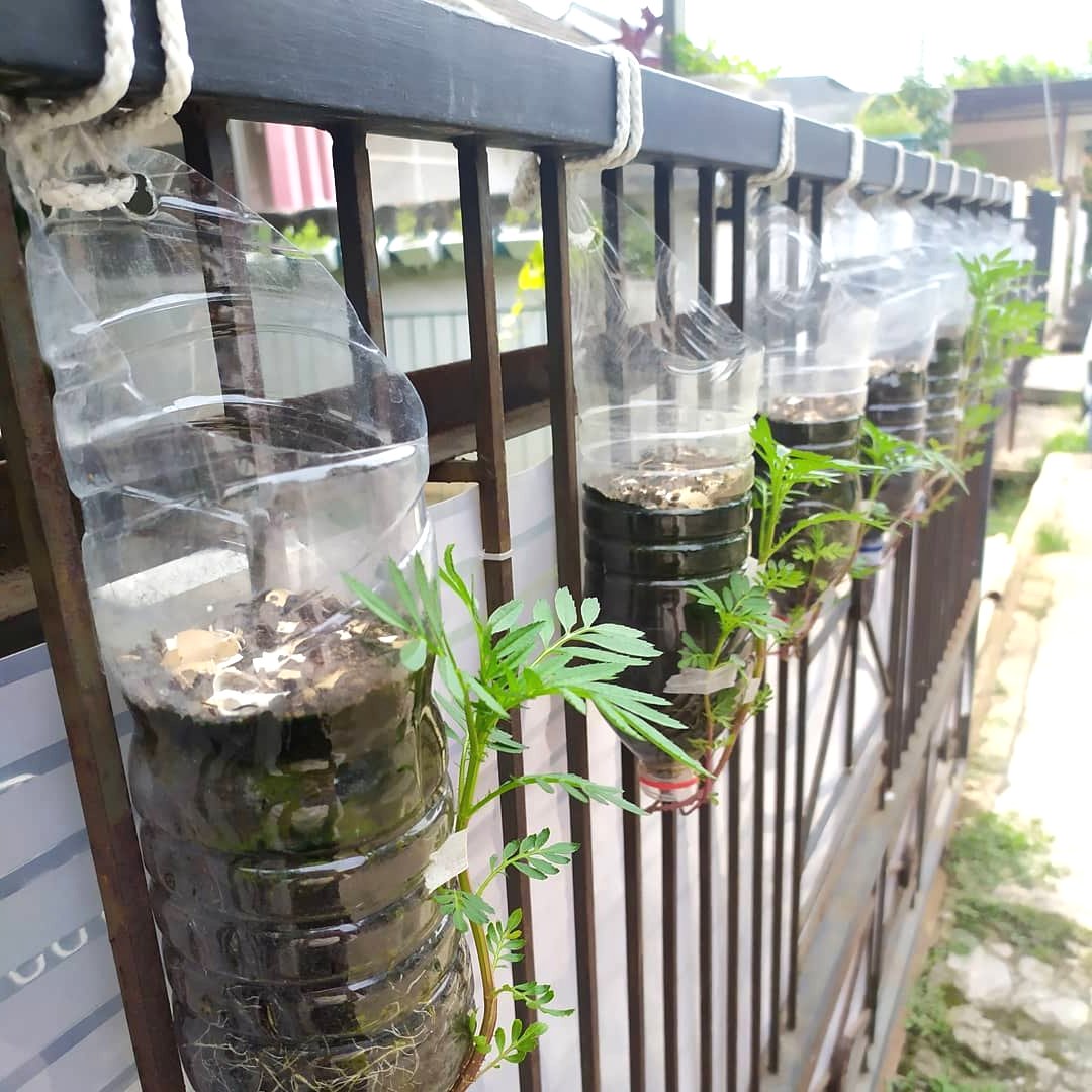 Красивые цветы бархатцы - фото 3