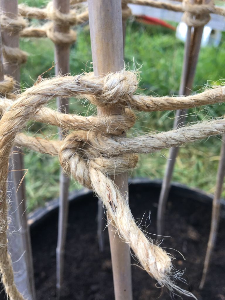 Выращиваем горох в автопокрышках - фото 7