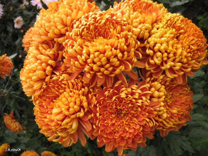 8 потрясающих видов хризантем - фото 6