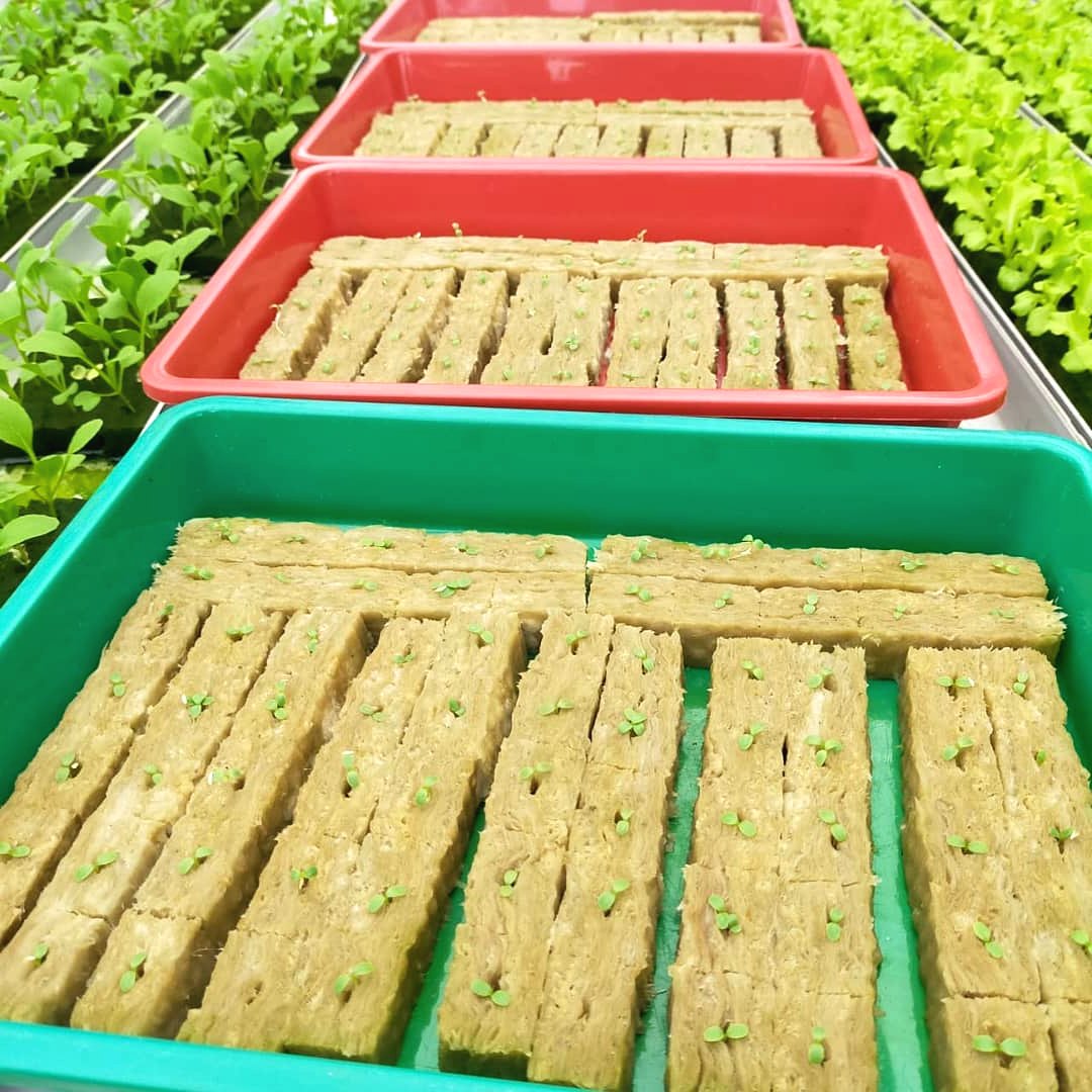 В чем можно выращивать рассаду - фото 6