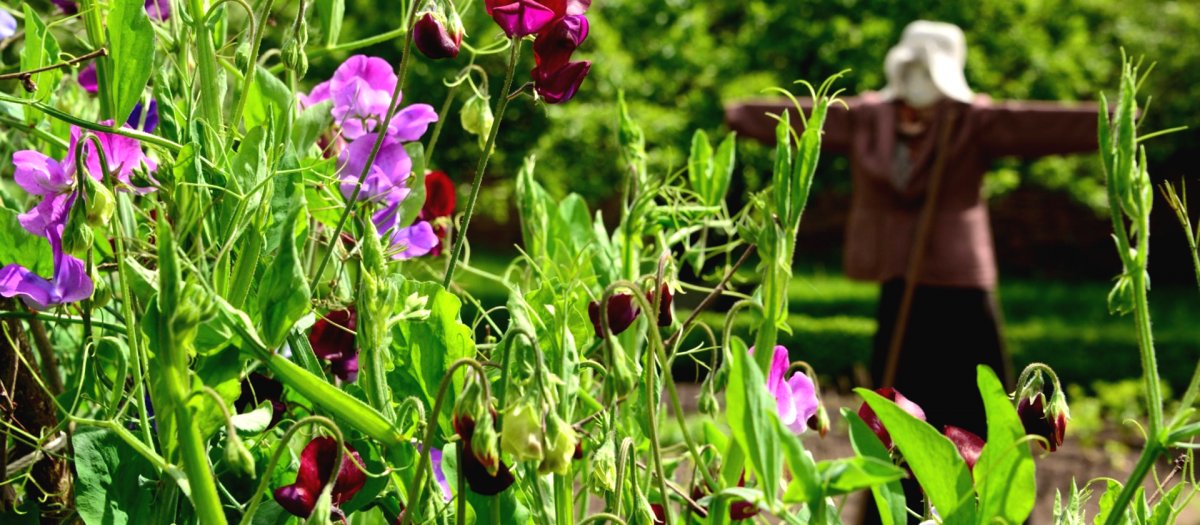 Душистый горошек очень красивый цветок - фото 2