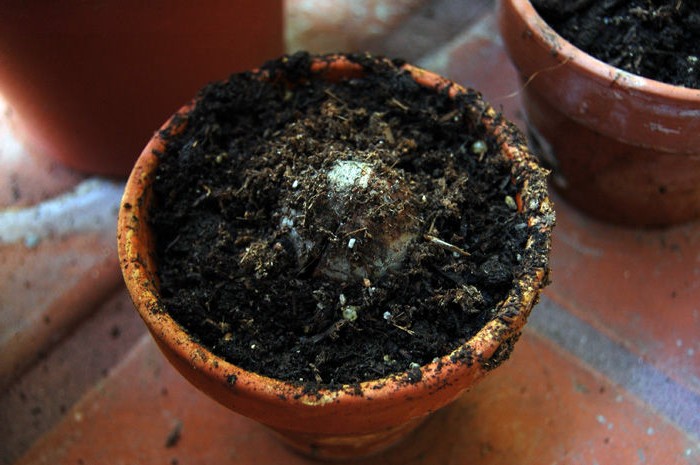 Выращивание авокадо из семян - фото 5