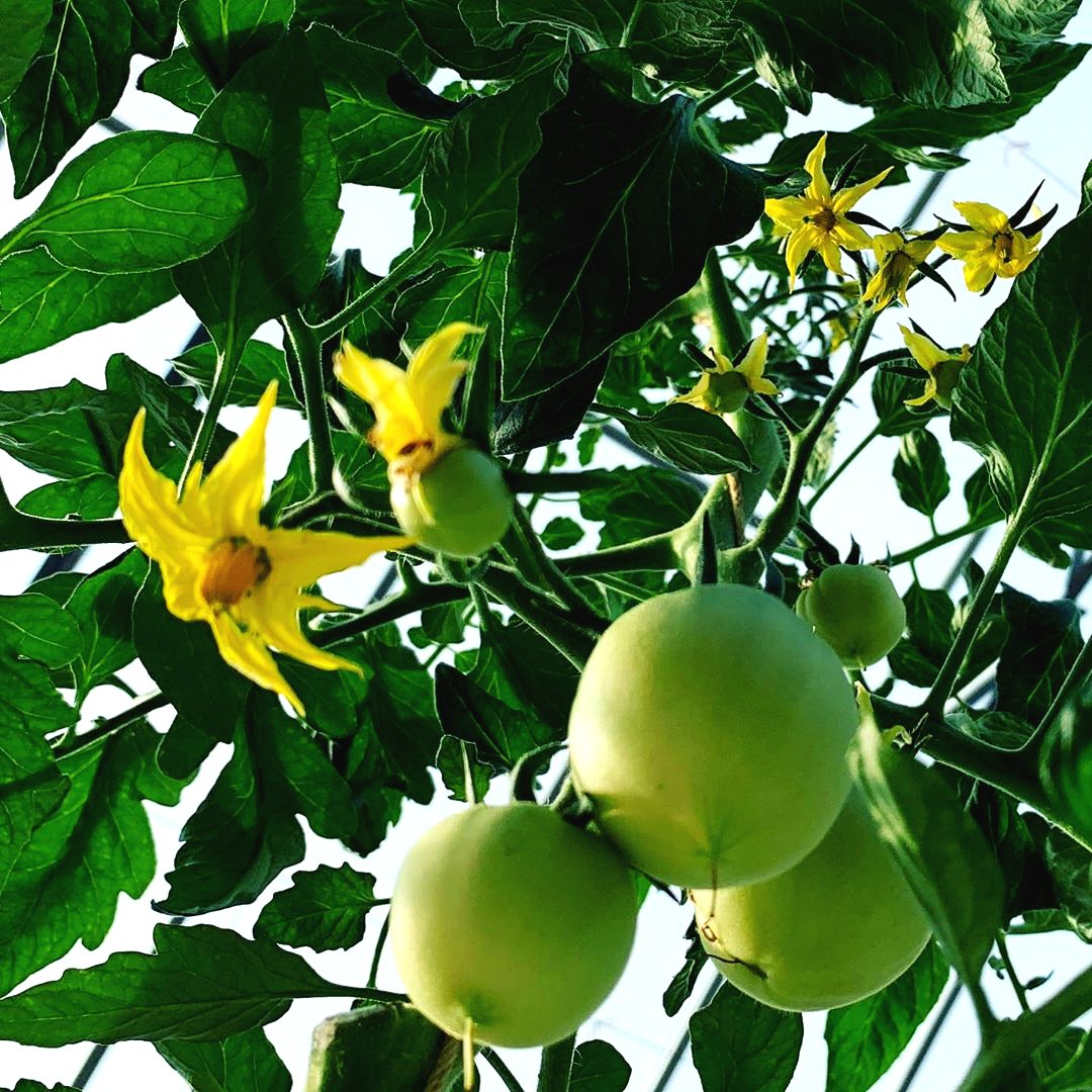 Шпаргалка по выращиванию томатов - фото