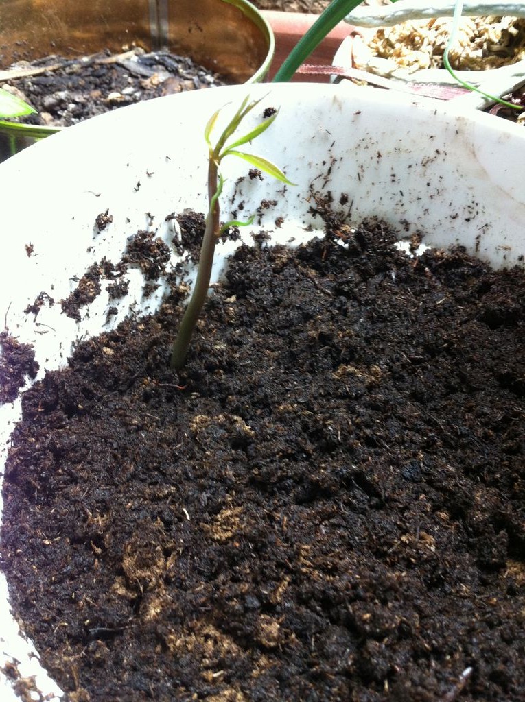 Как вырастить манговое дерево - фото 15