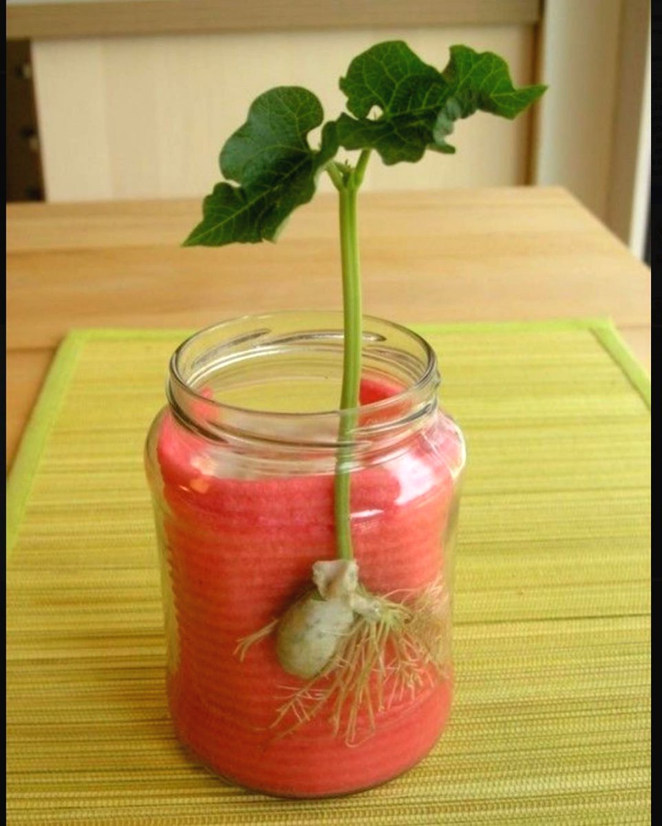 На заметку! Необычный способ проращивания семян. - фото 4