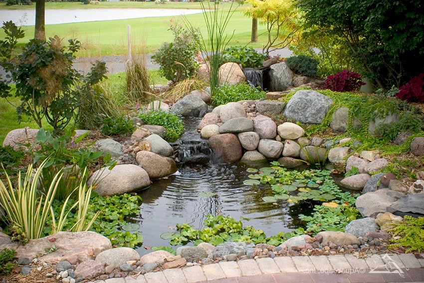 Водный сад - фото