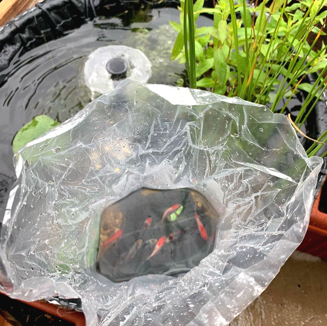 Мини пруд на даче своими руками - фото 9