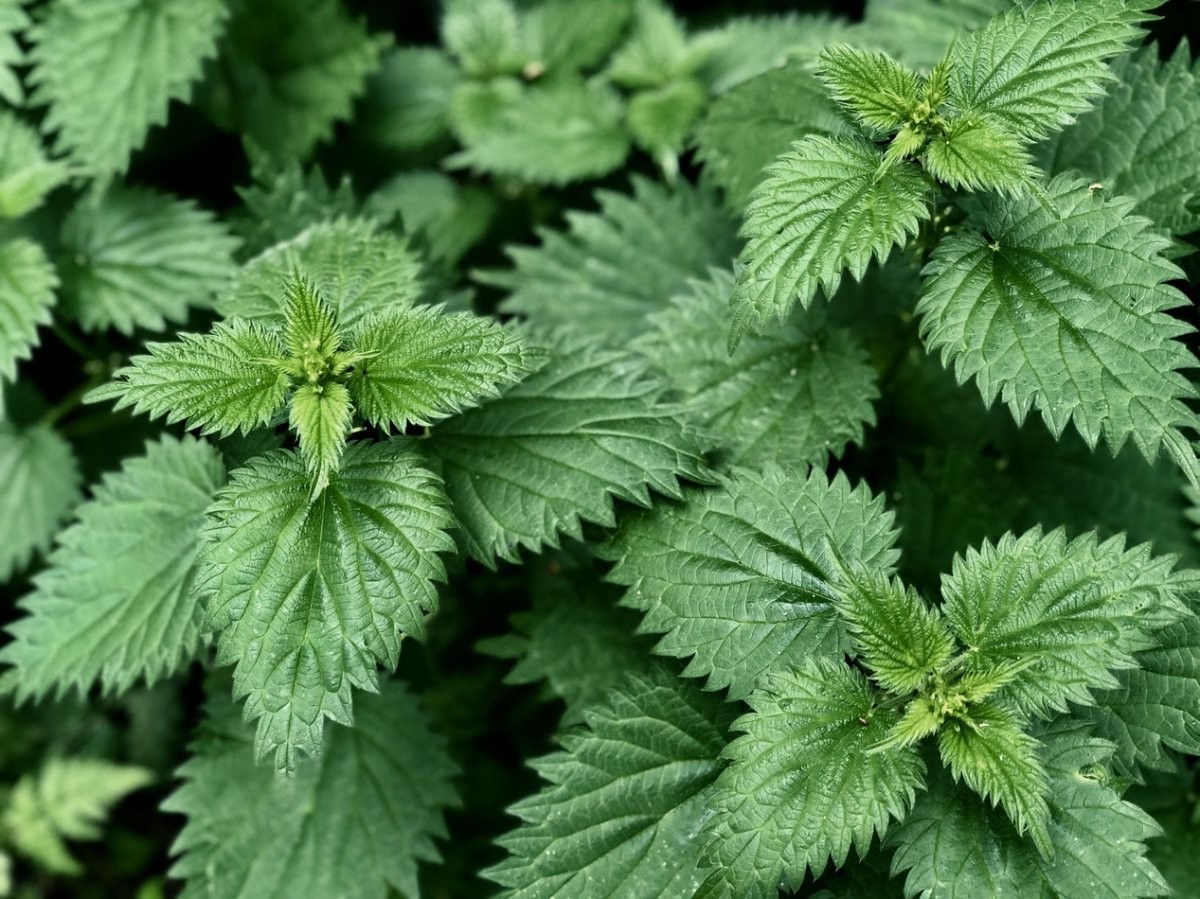 11 обыкновенных сорняков, которые можно собрать и съесть - фото 10