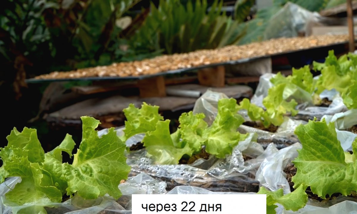 Необычный способ выращивания салата - фото 8