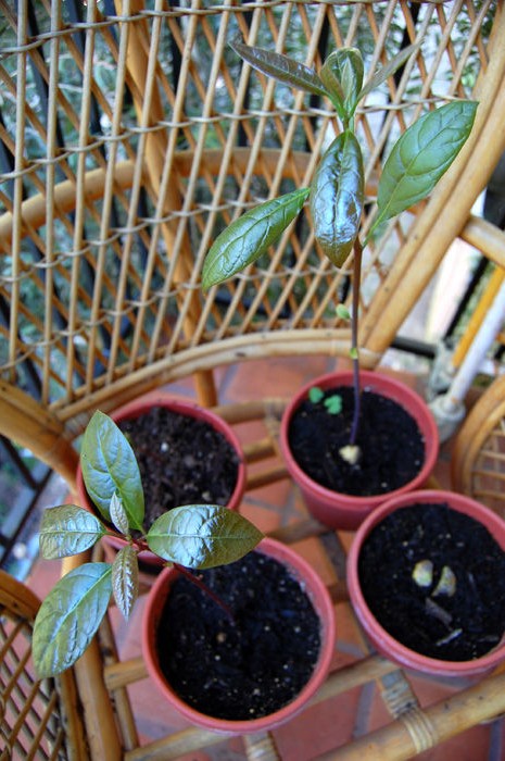 Выращивание авокадо из семян - фото 7