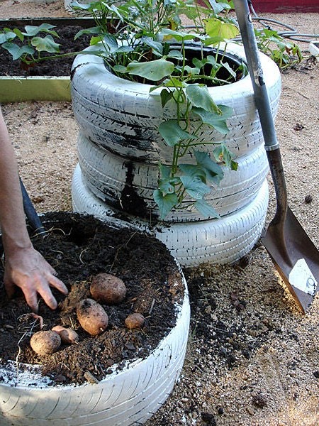 Выращиваем картофель в шинах - фото
