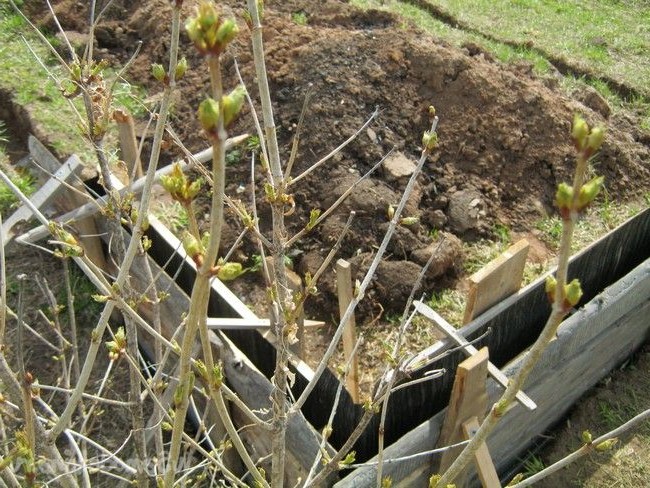 Теплица с грунтовым аккумулятором тепла - фото 5