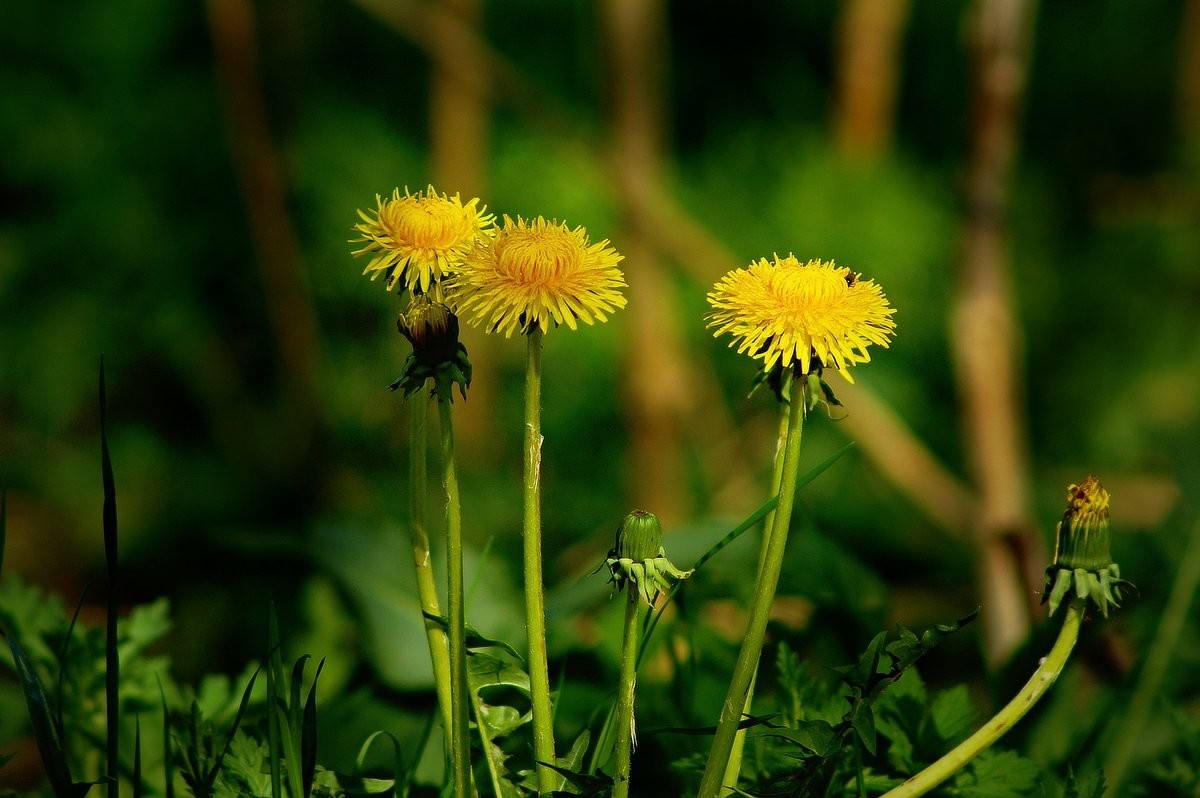 11 обыкновенных сорняков, которые можно собрать и съесть - фото 4