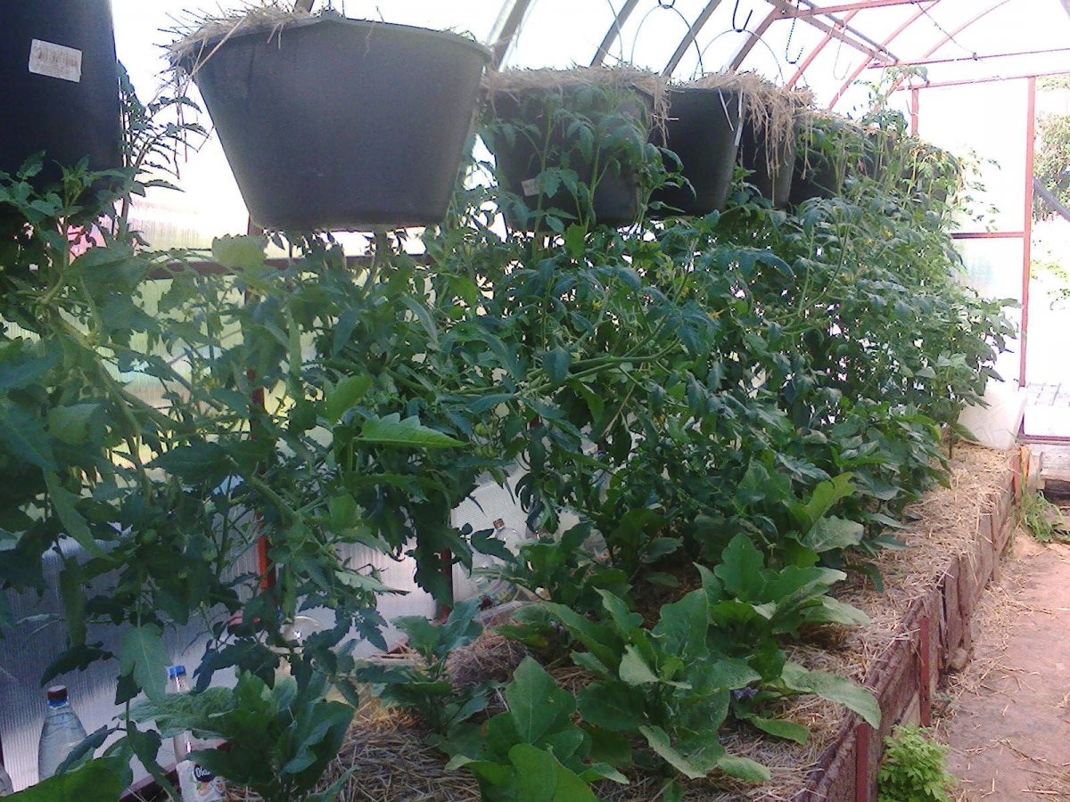 Томаты вверх ногами - фото 3