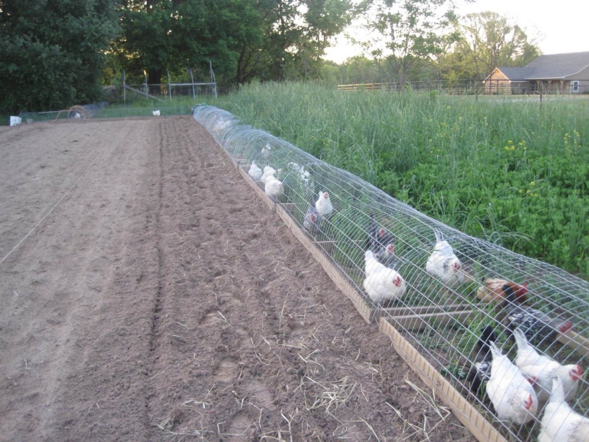 Портативный курятник - фото 4