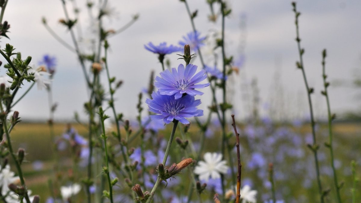 11 обыкновенных сорняков, которые можно собрать и съесть - фото 3