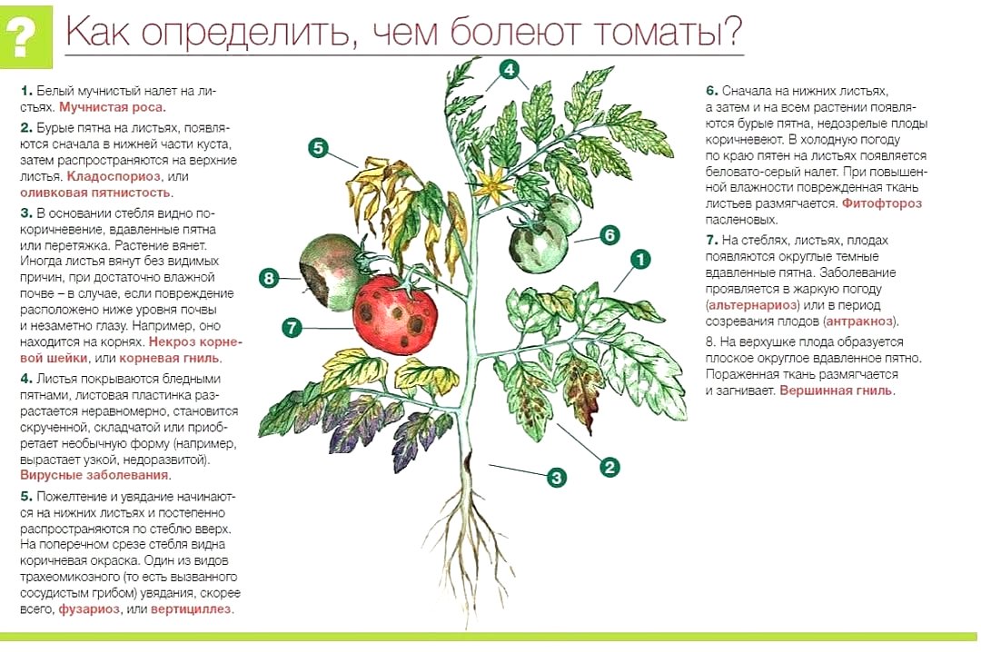Болезни рассады помидоров: как распознать и предотвратить - фото 2