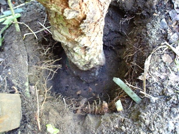 Клумба из веток - фото 4