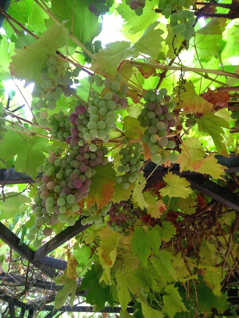 Пергола из железных профилей - фото 34