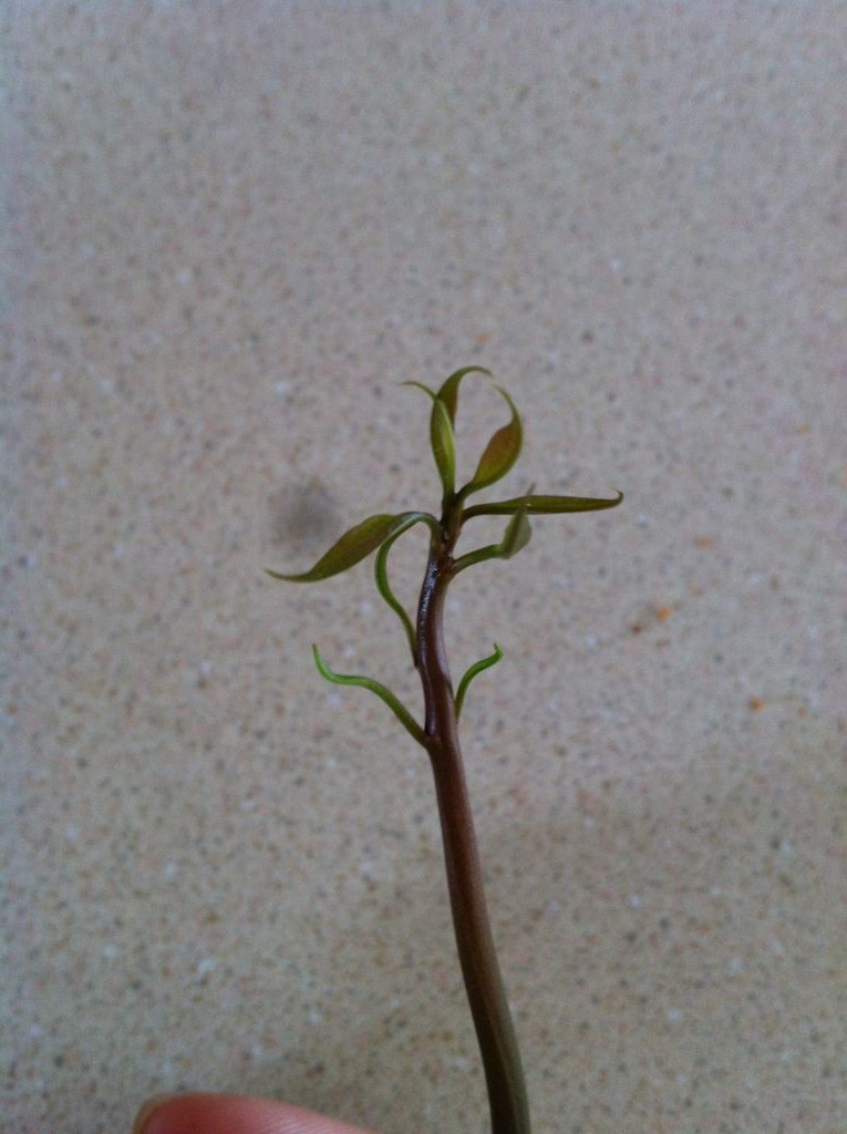 Как вырастить манговое дерево - фото 13