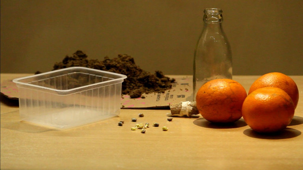 Как вырастить апельсиновое дерево из семян - фото 16