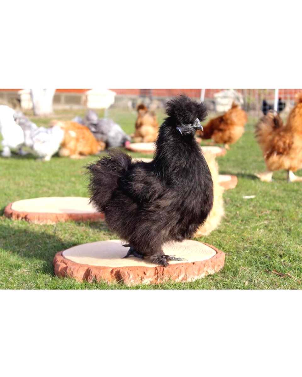 Интересная садовая дорошка - фото 7