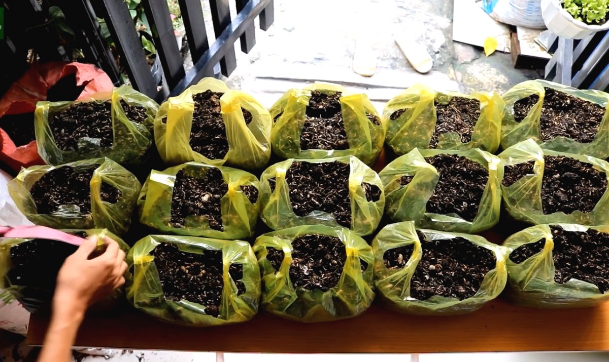 Необычный способ выращивания салата - фото 3