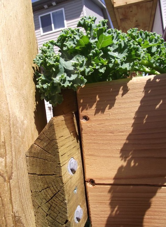 Вертикальный сад на заборе - фото 11