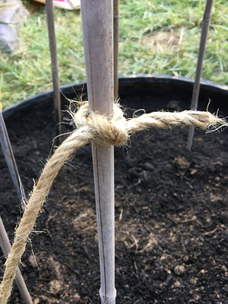 Выращиваем горох в автопокрышках - фото 6