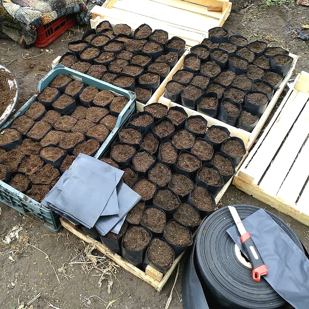 В чем выращивать рассаду - фото 3