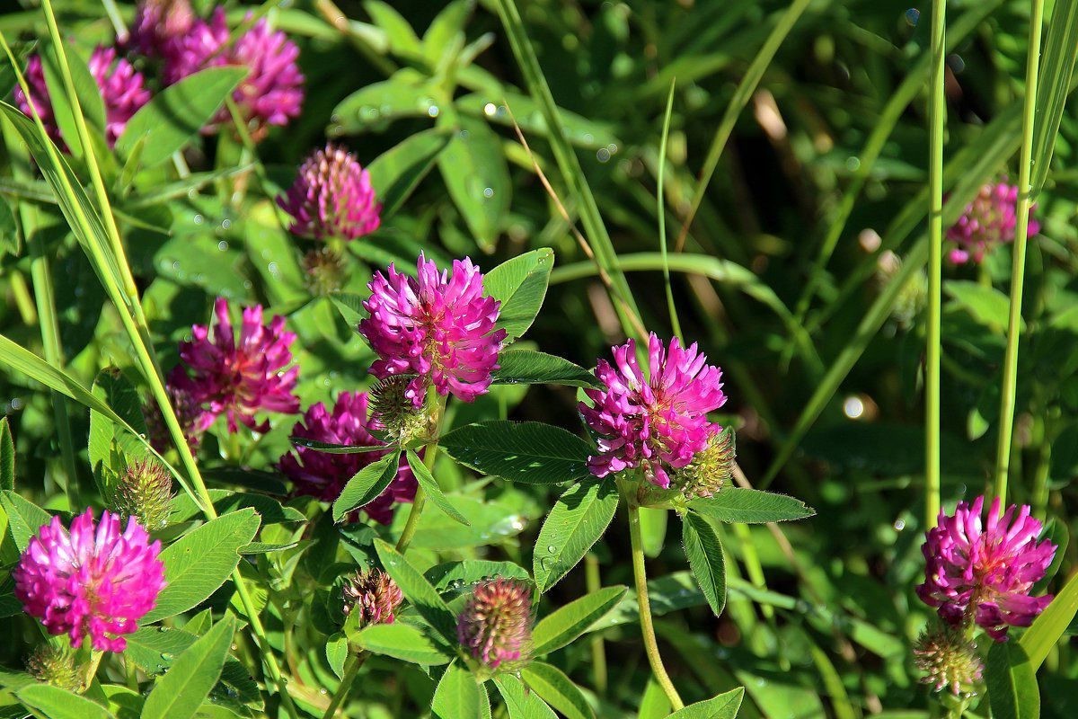 11 обыкновенных сорняков, которые можно собрать и съесть - фото 9