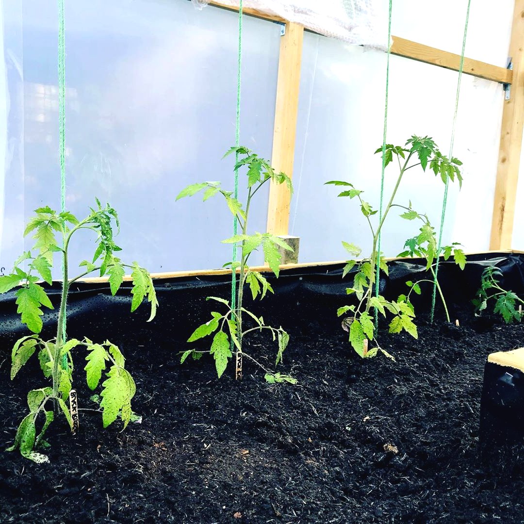 Интересная теплица из дерева и пленки - фото 6