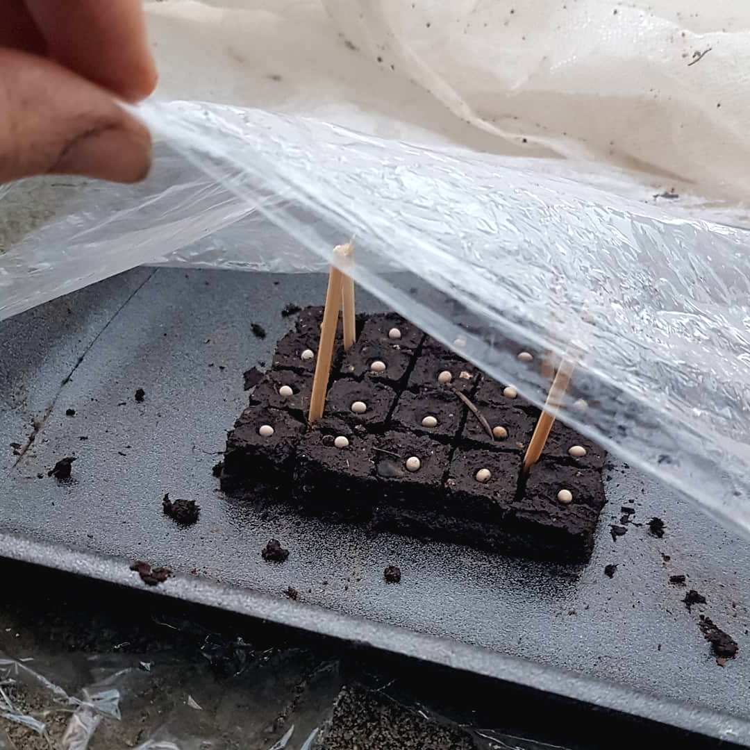 В чем можно выращивать рассаду - фото 3