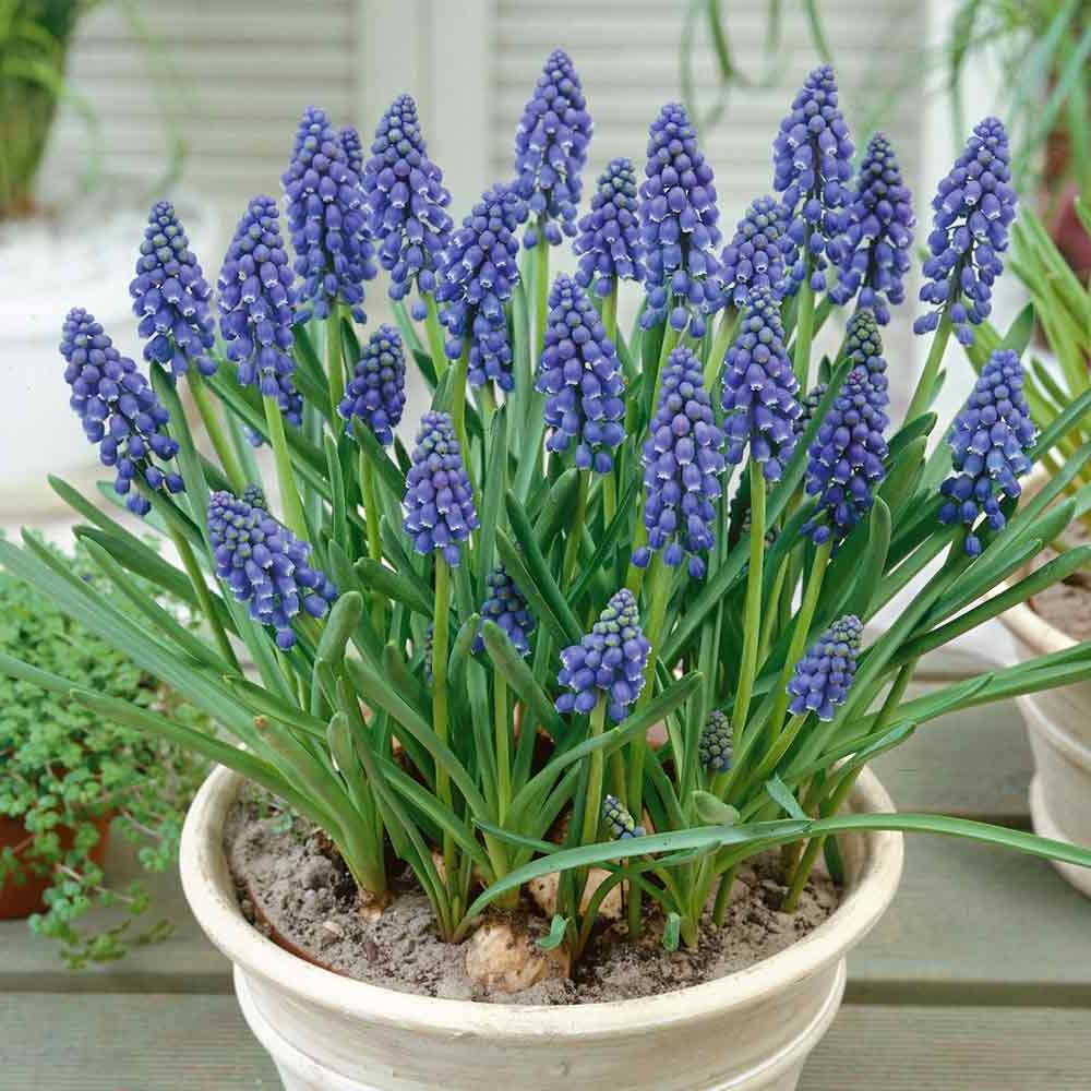 Мускари или Гадючий лук - фото 2