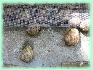 Квадратные грядки  - фото 9