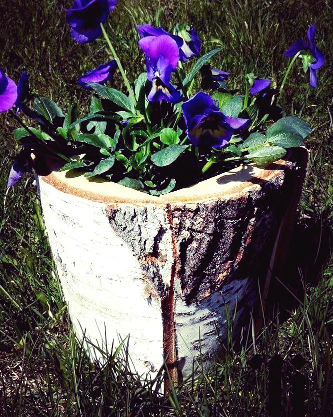 Оригинальные клумбы - фото 7