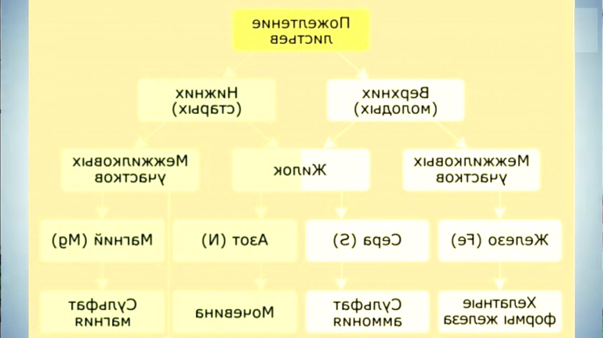 Почему желтеет рассада помидор? - фото 2