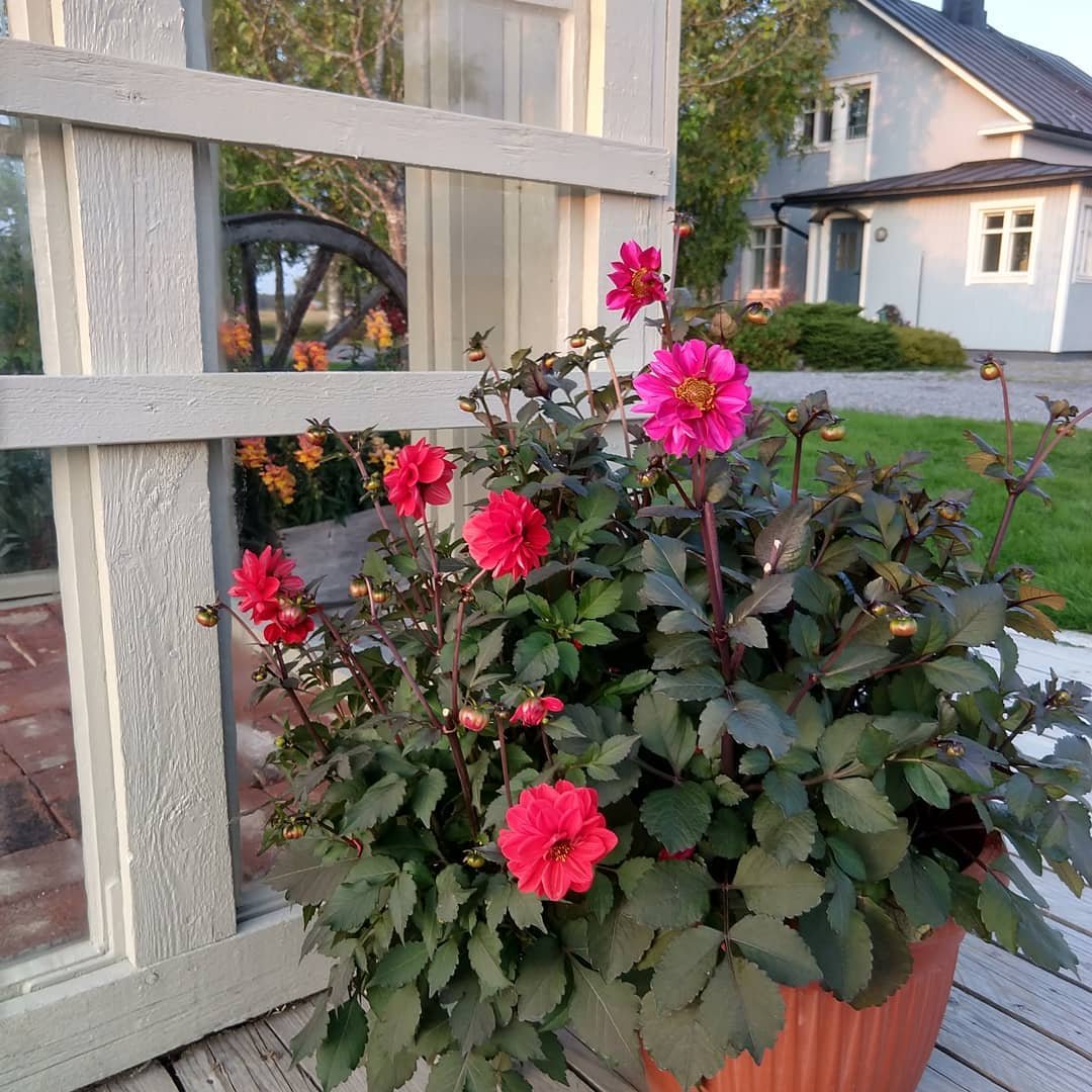 Небольшая оранжерея из старых окон - фото 8