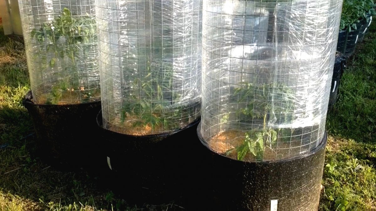 Выращиваем овощи и травы в мешках - фото 2