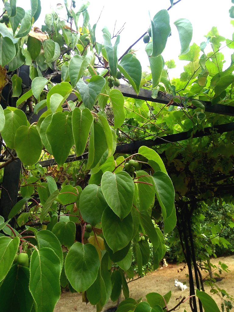 Пергола из железных профилей - фото 33