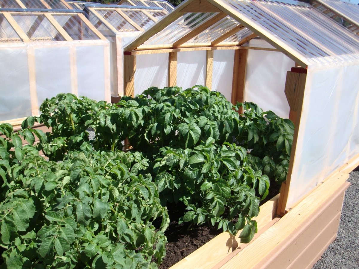 Мини-теплица - фото 5