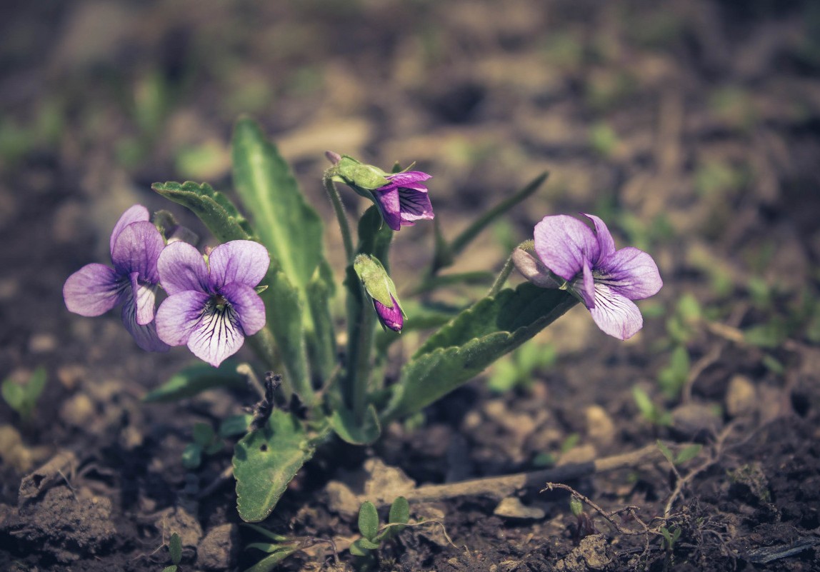 11 обыкновенных сорняков, которые можно собрать и съесть - фото 11