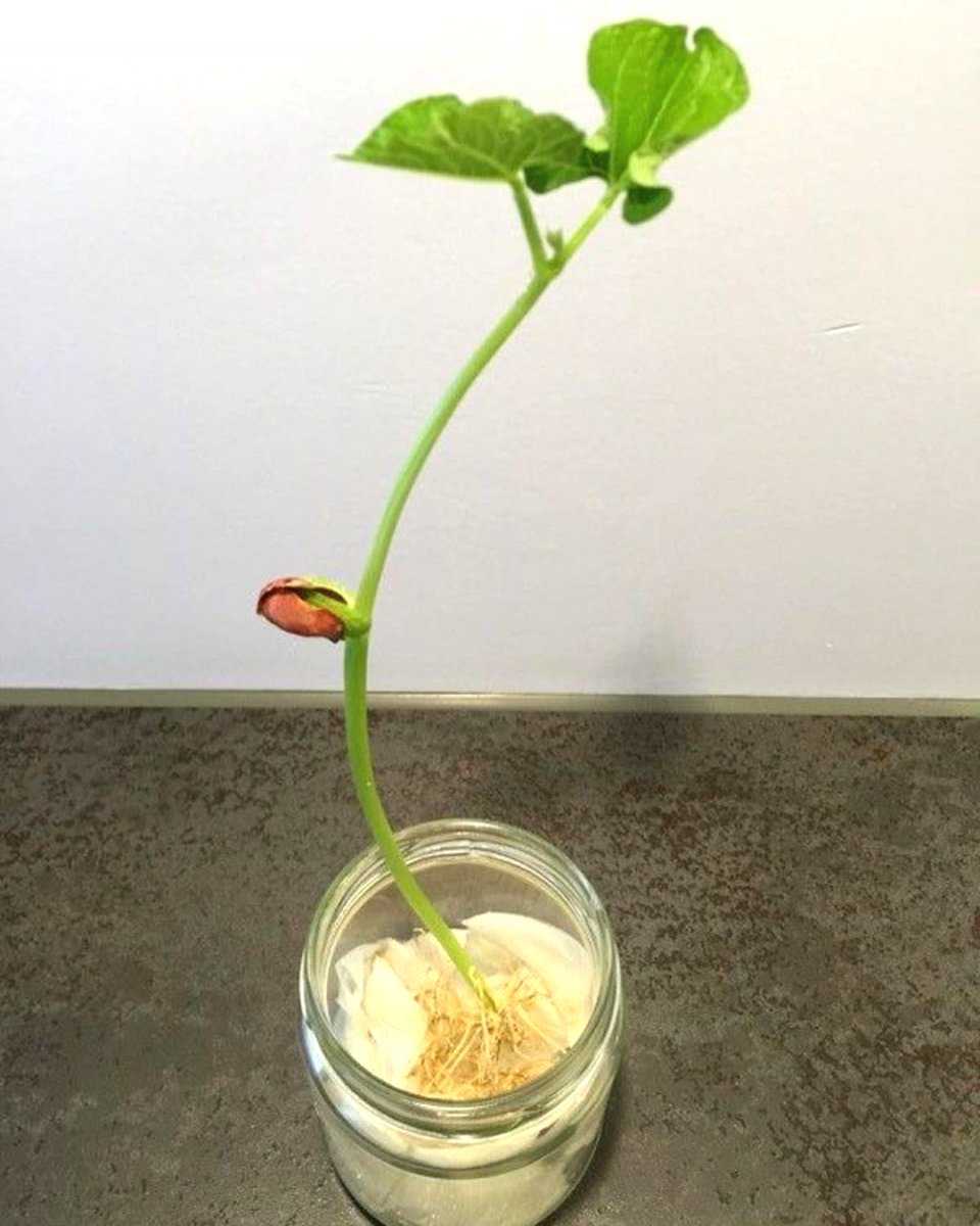 На заметку! Необычный способ проращивания семян. - фото 6