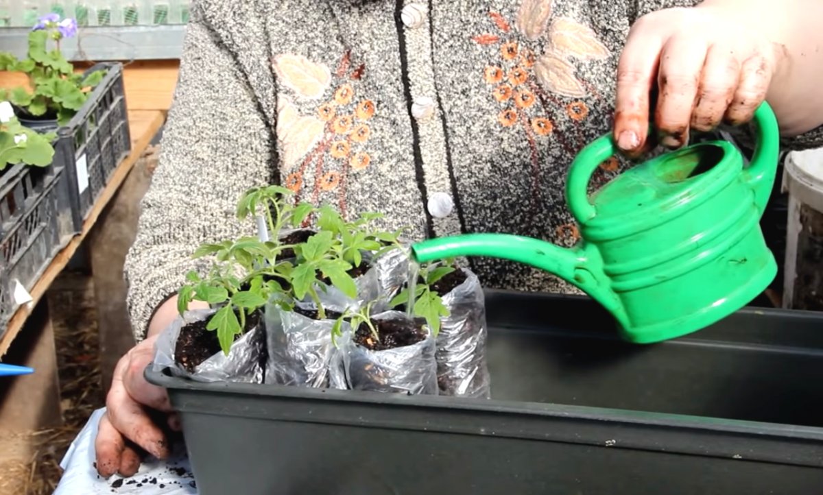 Способ выращивания рассады в пеленках - фото 4