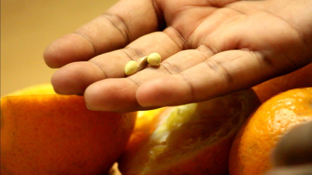 Как вырастить апельсиновое дерево из семян - фото 4