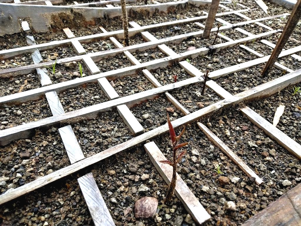 Как вырастить дерево макадамия из ореха? - фото 2